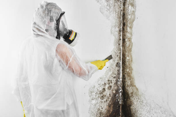 Mill Bay, AK Mold Removal Company