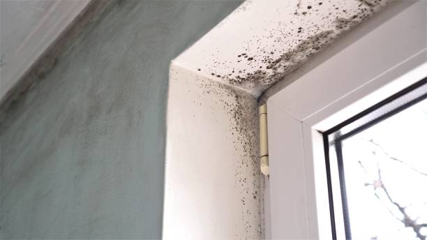 Best Office Mold Removal Services  in Mill Bay, AK