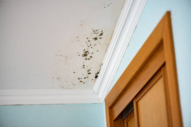 Best Commercial Mold Removal  in Mill Bay, AK