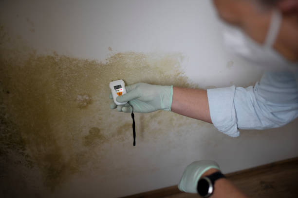 Best Attic Mold Removal  in Mill Bay, AK