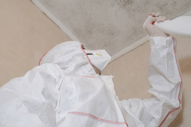 Best Local Mold Removal Service  in Mill Bay, AK