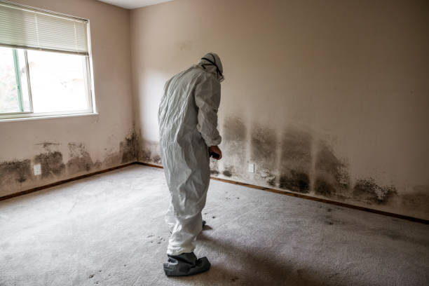 Best Mold Removal Specialists  in Mill Bay, AK