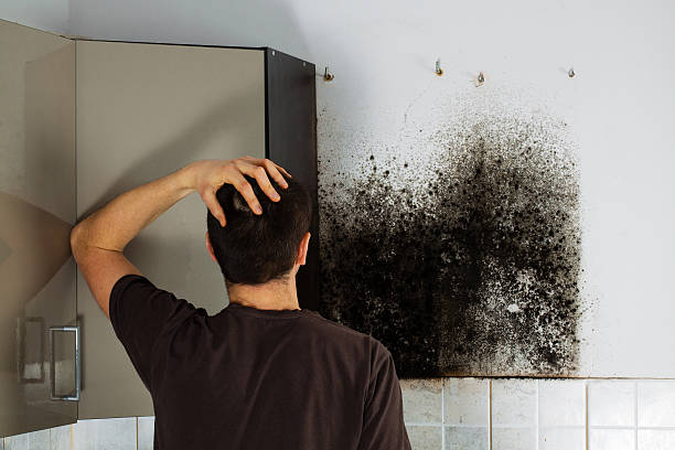 Best Best Mold Removal Companies  in Mill Bay, AK