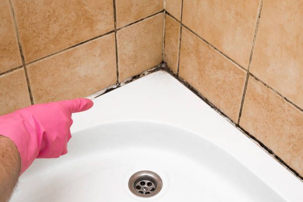 Best Mold Testing  in Mill Bay, AK